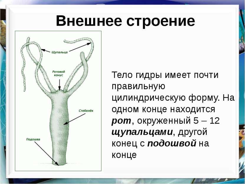 Кракен зеркало на тор